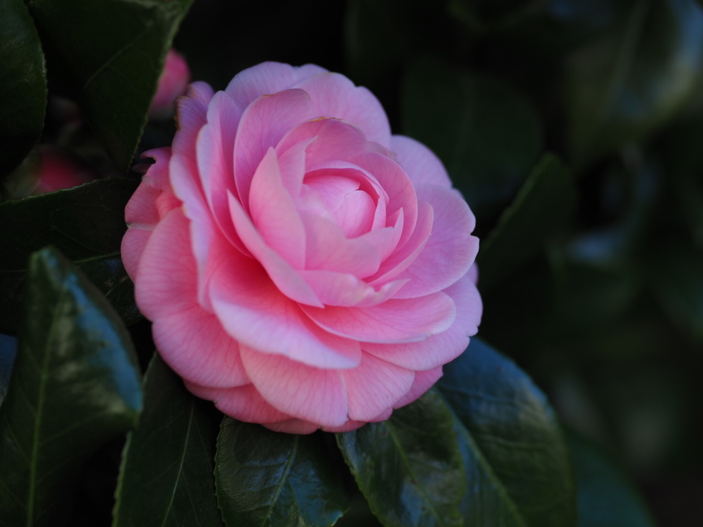 A3126511-8A1F-4531-A792-5CF20E9462AE