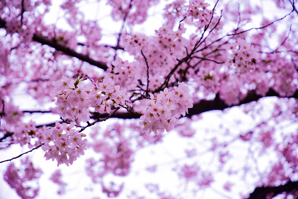 桜はいいですよね！