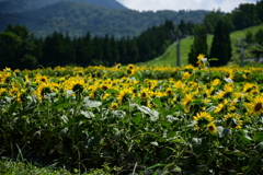 ひまわり畑にて
