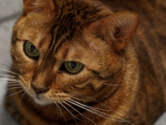 うちの熟女猫