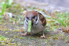 子スズメと青虫③