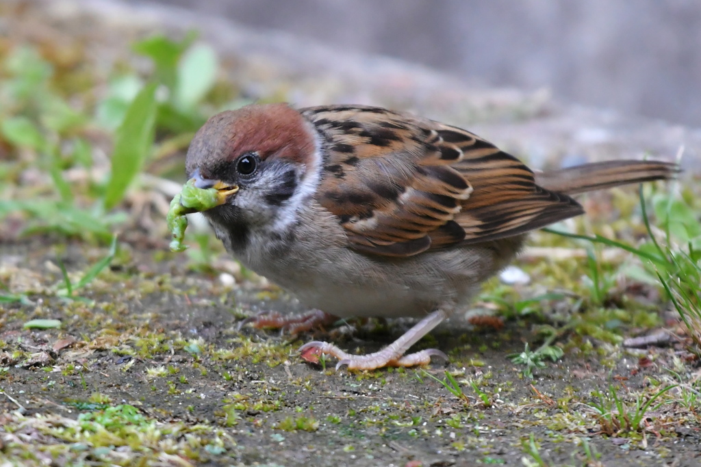 子スズメと青虫④