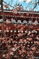 DSC_1424　東福寺
