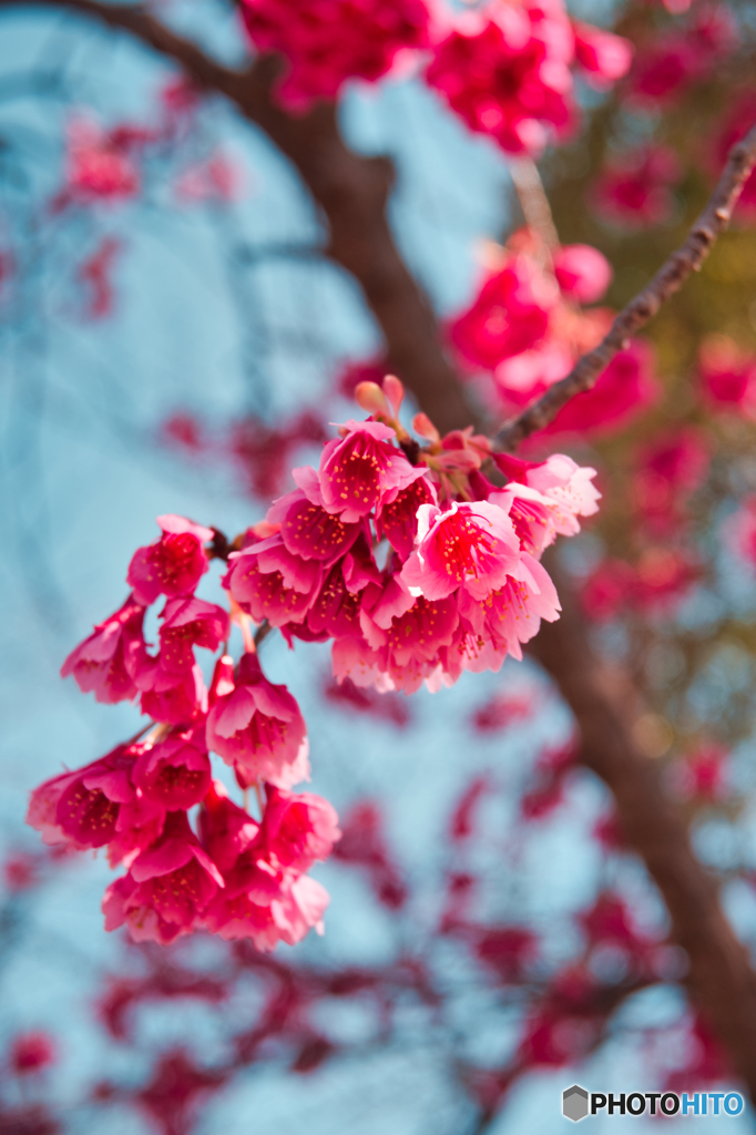 寒緋桜（かんひさくら）