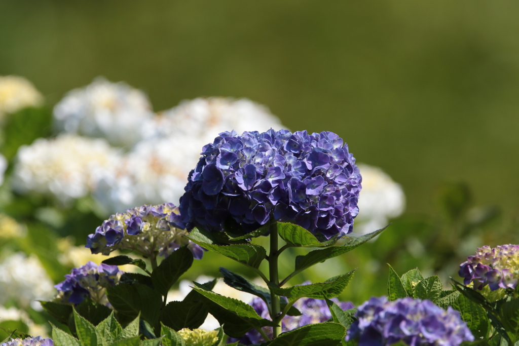 季節の花