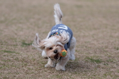 愛犬②逃げるボール