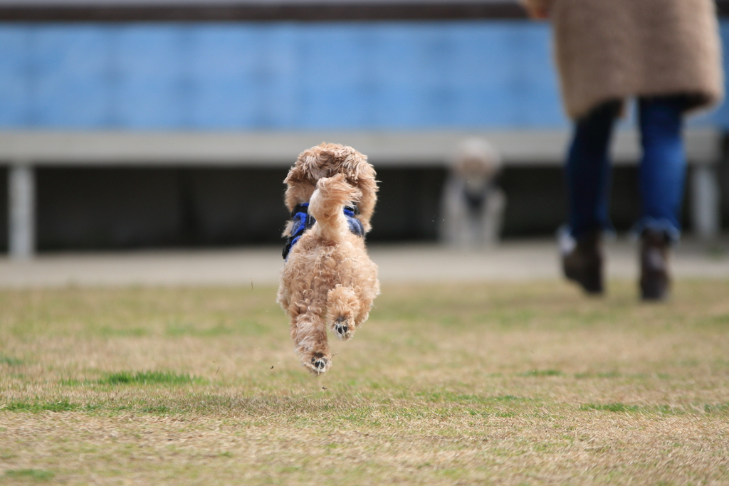 愛犬③