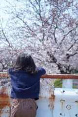桜を見る娘
