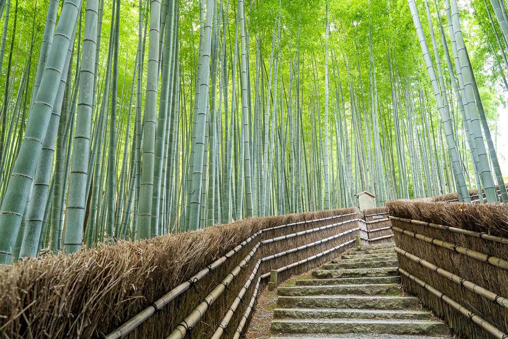 京都　竹林