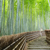 京都　竹林