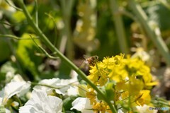 蜜源　菜の花