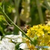 蜜源　菜の花