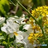 菜の花のはちみつ