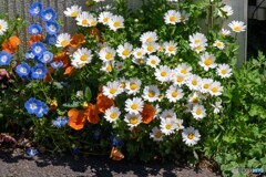 いつの間にか花が咲いていました。