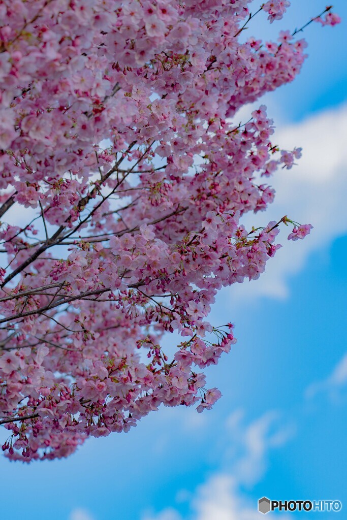 さくらと青い空