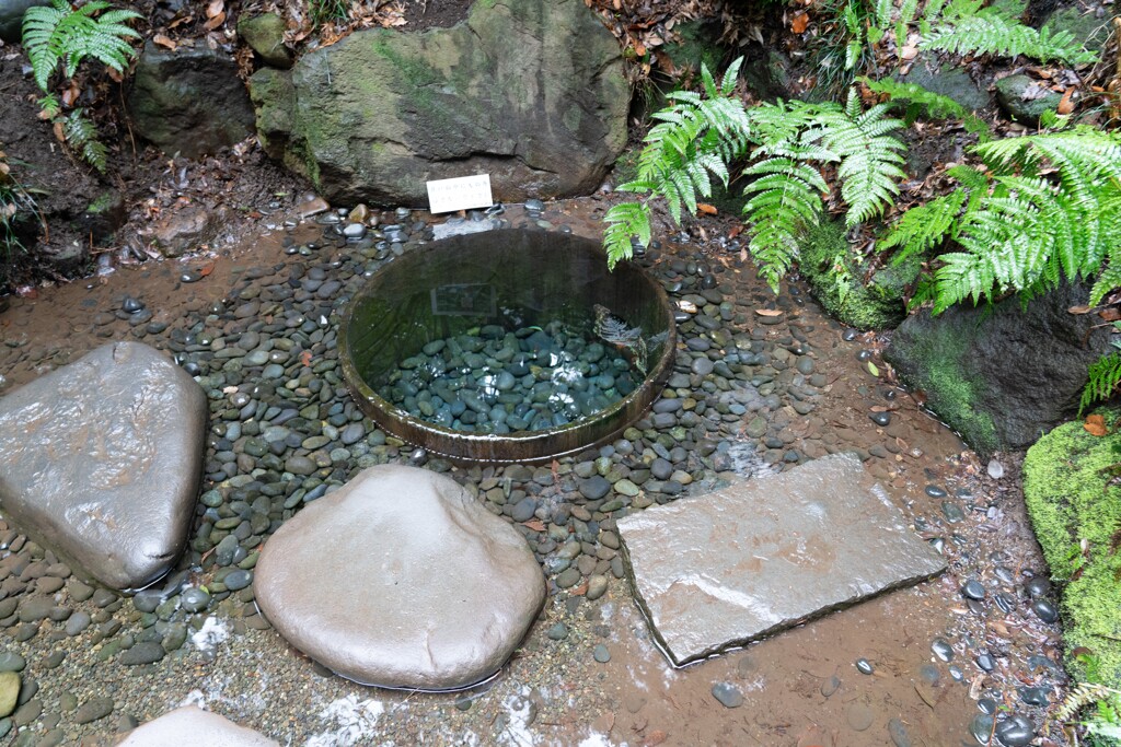 清正井