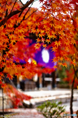 秋の紅葉 in 永観堂