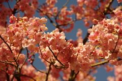開花