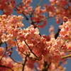 開花