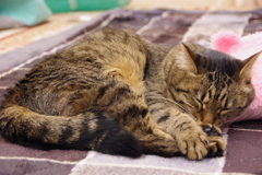 ひるねこ