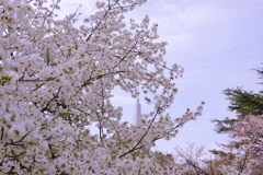 桜から覗くビル