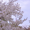 桜から覗くビル