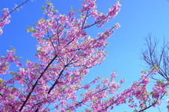 河津桜と空