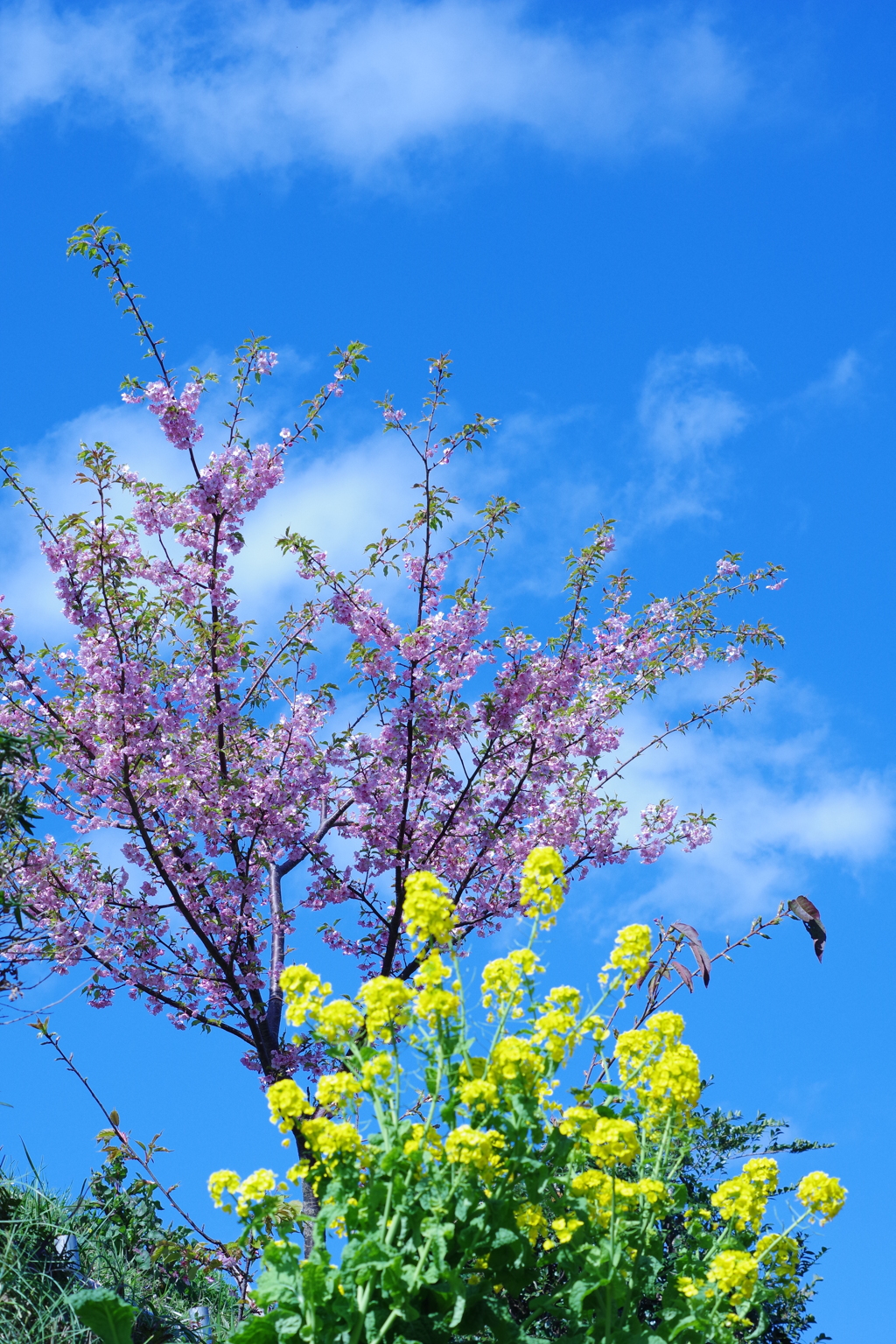 河津桜と菜の花