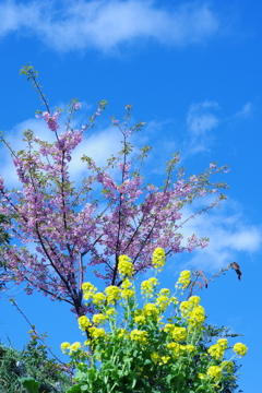 河津桜と菜の花