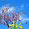 河津桜と菜の花