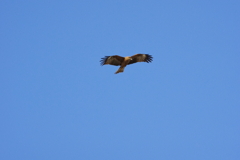 空と鳶