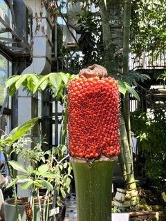 花後のショクダイオオコンニャク