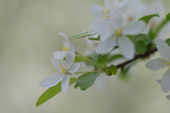 ずみの花