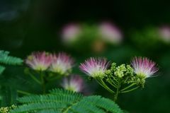 合歓の花