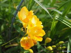 花２