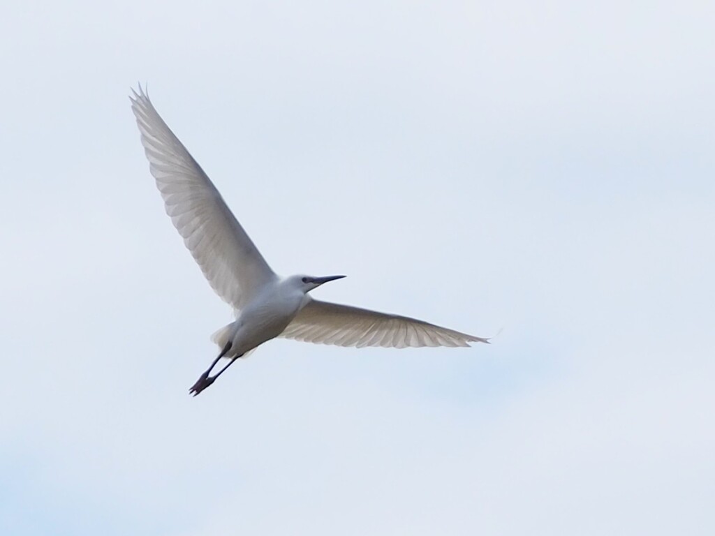 鳥