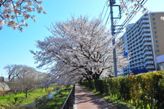 DSC_9145いつもの散歩道　[桜]