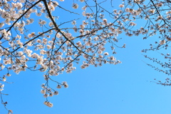 DSC_9135いつもの散歩道　[桜]