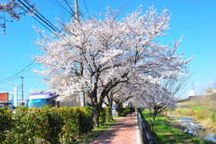 DSC_9140 いつもの散歩道　[桜]