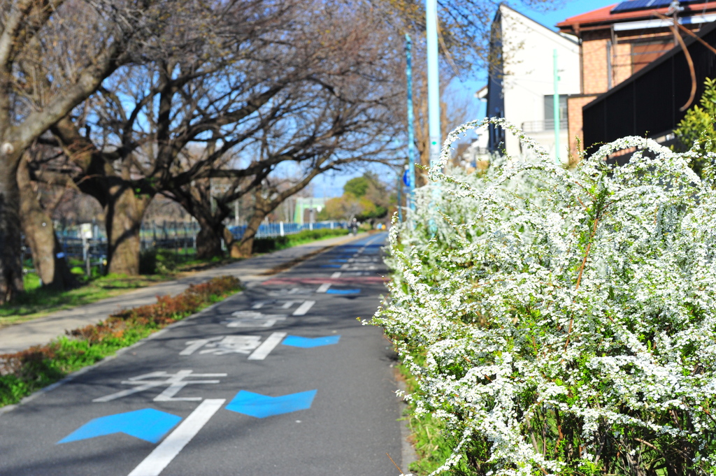 DSC_8911いつもの散歩道