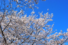 DSC_9146いつもの散歩道　[桜]