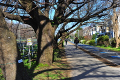 DSC_8916いつもの散歩道　