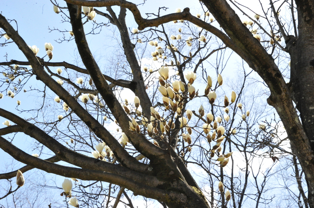 DSC_8449昭和記念公園