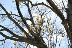 DSC_8449昭和記念公園