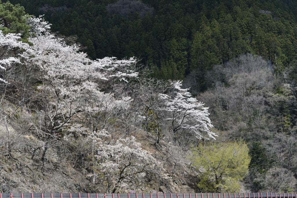 DSC_5993奥多摩湖