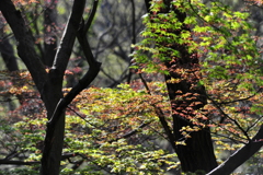 DSC_9913いつもの散歩道