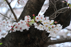 DSC_9574いつもの散歩道　[桜]