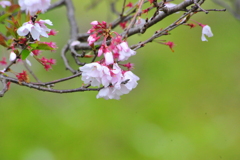 DSC_9611いつもの散歩道　[桜]