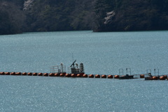 DSC_5998奥多摩湖