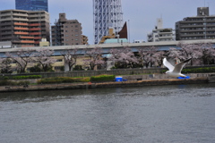 DSC_9078浅草ー隅田川